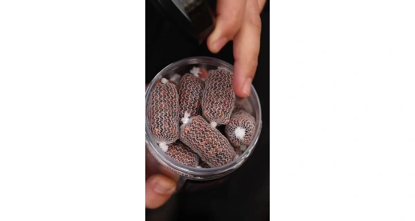 Nikl Ready PVA Stick Devill Krill 20ks 2